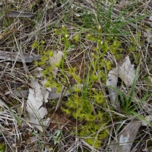 Drosera gunniana at Stromlo, ACT - 9 Oct 2022