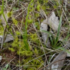 Drosera gunniana at Stromlo, ACT - 9 Oct 2022