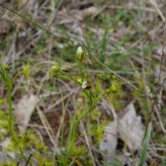 Drosera gunniana at Stromlo, ACT - 9 Oct 2022 12:43 PM