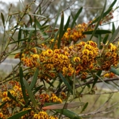 Daviesia mimosoides subsp. mimosoides at Block 402 - 18 Oct 2022 by RobG1