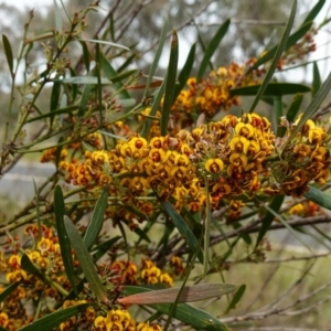 Daviesia mimosoides subsp. mimosoides at Stromlo, ACT - 18 Oct 2022 02:06 PM