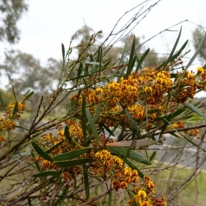 Daviesia mimosoides subsp. mimosoides at Stromlo, ACT - 18 Oct 2022