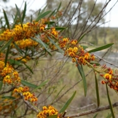 Daviesia mimosoides subsp. mimosoides at Stromlo, ACT - 18 Oct 2022 02:06 PM