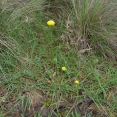 Craspedia variabilis (Common Billy Buttons) at Block 402 - 9 Oct 2022 by HughCo