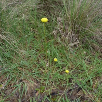 Craspedia variabilis (Common Billy Buttons) at Stromlo, ACT - 9 Oct 2022 by HughCo