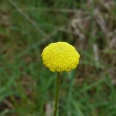 Craspedia variabilis at Stromlo, ACT - 9 Oct 2022