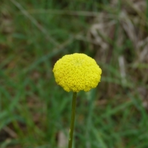 Craspedia variabilis at Stromlo, ACT - 9 Oct 2022