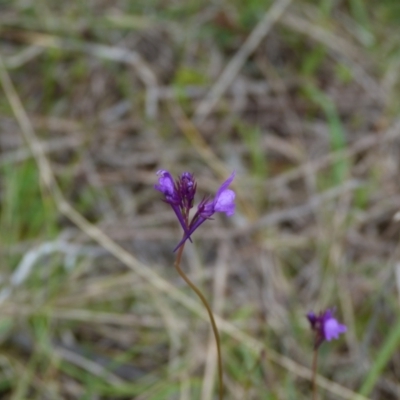 Linaria pelisseriana (Pelisser's Toadflax) at Stromlo, ACT - 9 Oct 2022 by HughCo