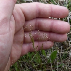 Aira sp. (A Hair Grass) at Stromlo, ACT - 9 Oct 2022 by HughCo