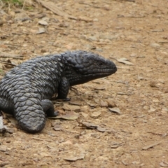 Tiliqua rugosa (Shingleback Lizard) at Hackett, ACT - 18 Oct 2022 by Christine