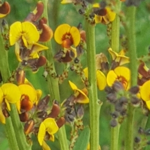 Daviesia leptophylla/mimosoides at Watson, ACT - 18 Oct 2022