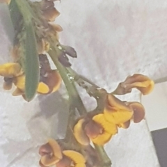 Daviesia leptophylla/mimosoides at Watson, ACT - 18 Oct 2022