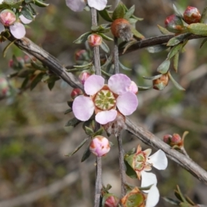 Gaudium multicaule at Stromlo, ACT - 18 Oct 2022