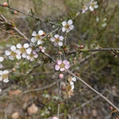 Gaudium multicaule at Stromlo, ACT - 18 Oct 2022