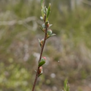 Gaudium multicaule at Stromlo, ACT - 18 Oct 2022