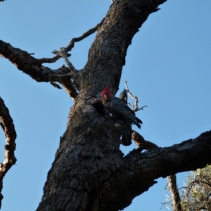 Callocephalon fimbriatum at Hackett, ACT - suppressed