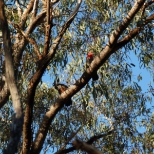 Callocephalon fimbriatum at Hackett, ACT - suppressed