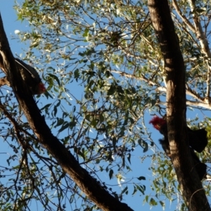 Callocephalon fimbriatum at Hackett, ACT - suppressed