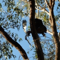 Callocephalon fimbriatum at Hackett, ACT - suppressed