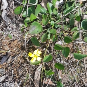 Goodenia hederacea at Harrison, ACT - 18 Oct 2022