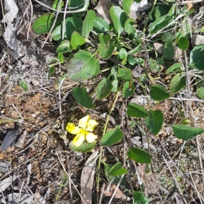 Goodenia hederacea (Ivy Goodenia) at Harrison, ACT - 18 Oct 2022 by MAX