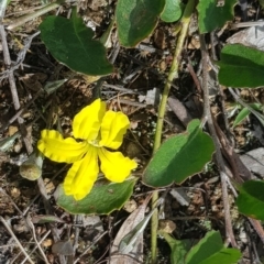 Goodenia hederacea at Harrison, ACT - 18 Oct 2022