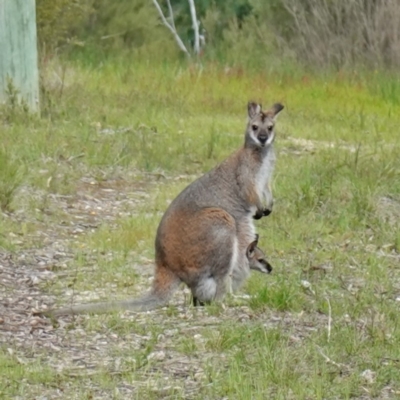 Notamacropus rufogriseus (Red-necked Wallaby) at Piney Ridge - 18 Oct 2022 by RobG1