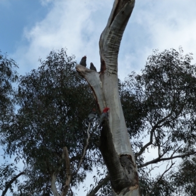 Callocephalon fimbriatum (Gang-gang Cockatoo) at Mount Ainslie - 18 Oct 2022 by HughCo