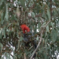 Callocephalon fimbriatum at Ainslie, ACT - suppressed