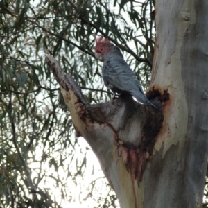 Callocephalon fimbriatum at Ainslie, ACT - suppressed