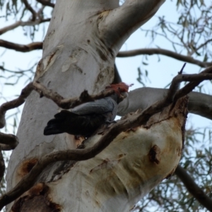 Callocephalon fimbriatum at Ainslie, ACT - 18 Oct 2022