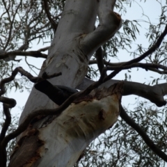 Callocephalon fimbriatum at Ainslie, ACT - suppressed