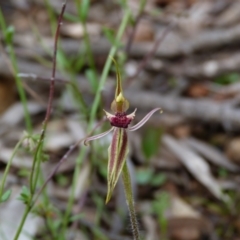 Caladenia actensis (Canberra Spider Orchid) at Ainslie, ACT - 18 Oct 2022 by HughCo