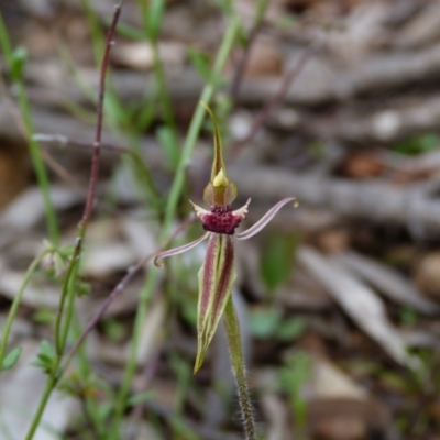 Caladenia actensis (Canberra Spider Orchid) at Mount Ainslie - 18 Oct 2022 by HughCo