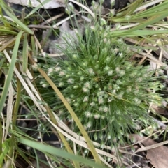 Centrolepis strigosa (Hairy Centrolepis) at Goulburn Mulwaree Council - 17 Oct 2022 by JaneR