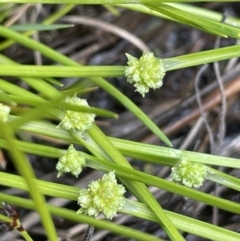 Isolepis gaudichaudiana (Benambra Club-sedge) at Goulburn Mulwaree Council - 17 Oct 2022 by JaneR