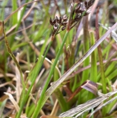 Juncus articulatus subsp. articulatus (Jointed Rush) at Gundary, NSW - 17 Oct 2022 by JaneR