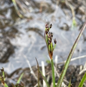 Juncus planifolius at Pomaderris Nature Reserve - 17 Oct 2022 03:35 PM