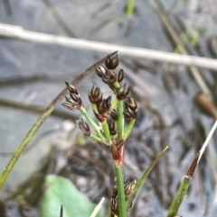 Juncus planifolius at Pomaderris Nature Reserve - 17 Oct 2022 03:35 PM