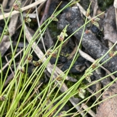 Isolepis sp. at Pomaderris Nature Reserve - 17 Oct 2022 by JaneR