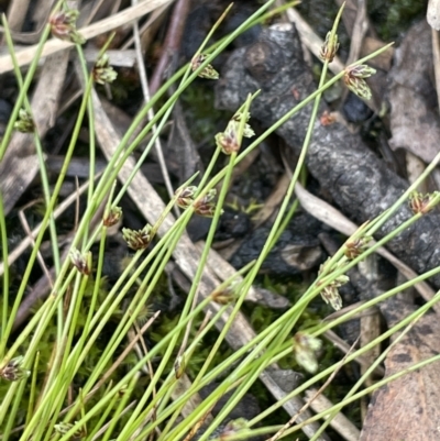 Unidentified Rush, Sedge or Mat Rush at Gundary, NSW - 17 Oct 2022 by JaneR