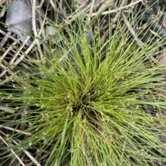 Isolepis subtilissima at Gundary, NSW - 17 Oct 2022 03:08 PM