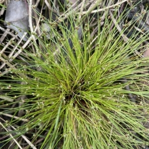 Isolepis subtilissima at Gundary, NSW - 17 Oct 2022