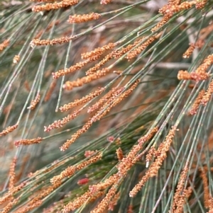 Allocasuarina littoralis at Gundary, NSW - 17 Oct 2022 04:30 PM