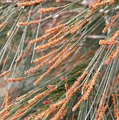 Allocasuarina littoralis (Black She-oak) at Pomaderris Nature Reserve - 17 Oct 2022 by JaneR