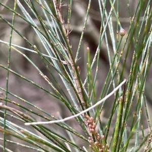 Allocasuarina littoralis at Gundary, NSW - 17 Oct 2022 04:30 PM