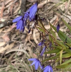 Stypandra glauca (Nodding Blue Lily) at Pomaderris Nature Reserve - 17 Oct 2022 by JaneR