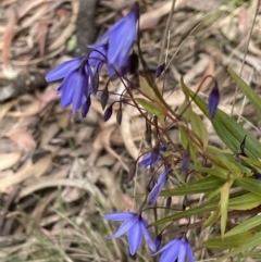 Stypandra glauca (Nodding Blue Lily) at Gundary, NSW - 17 Oct 2022 by JaneR