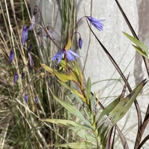 Stypandra glauca at Gundary, NSW - 17 Oct 2022