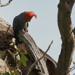 Callocephalon fimbriatum (Gang-gang Cockatoo) at GG55 - 18 Oct 2022 by MichaelJF